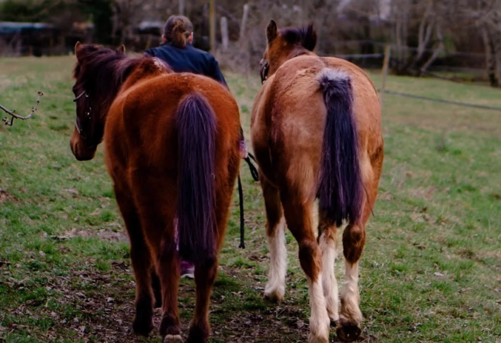 pole-grands-animaux-chevaux Deux chevaux au pré.