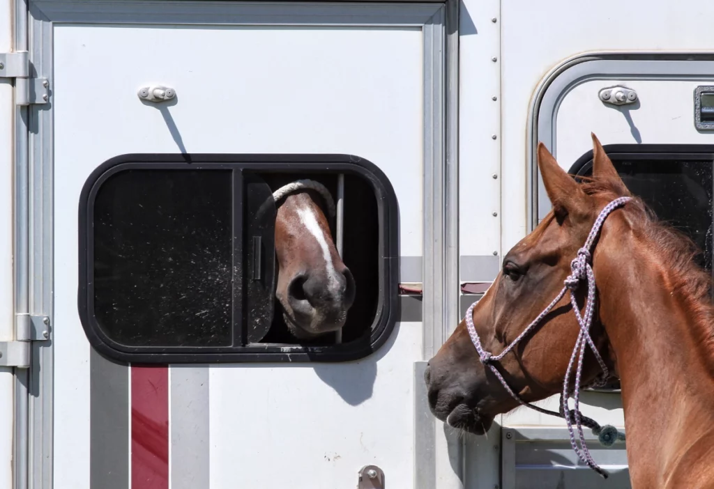 pole-grands-animaux-van-chevaux Cheval dans un van.