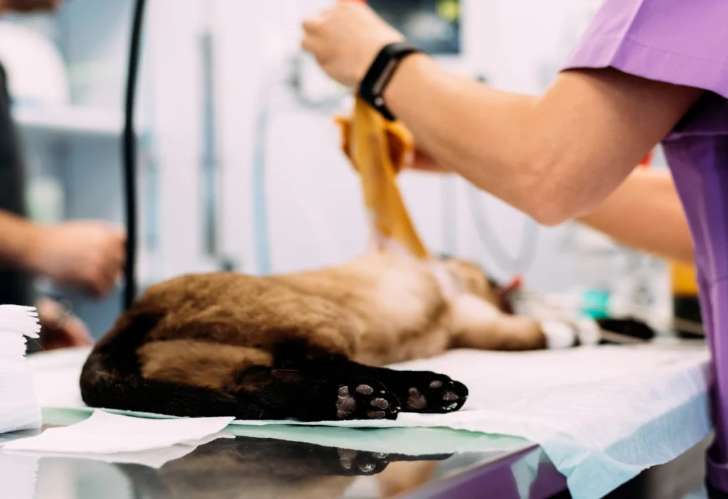 urgences-animaux-compagnie-chirurgie Prise en charge en urgence d'un chat.