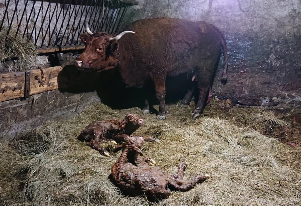 urgences-rurale-velage