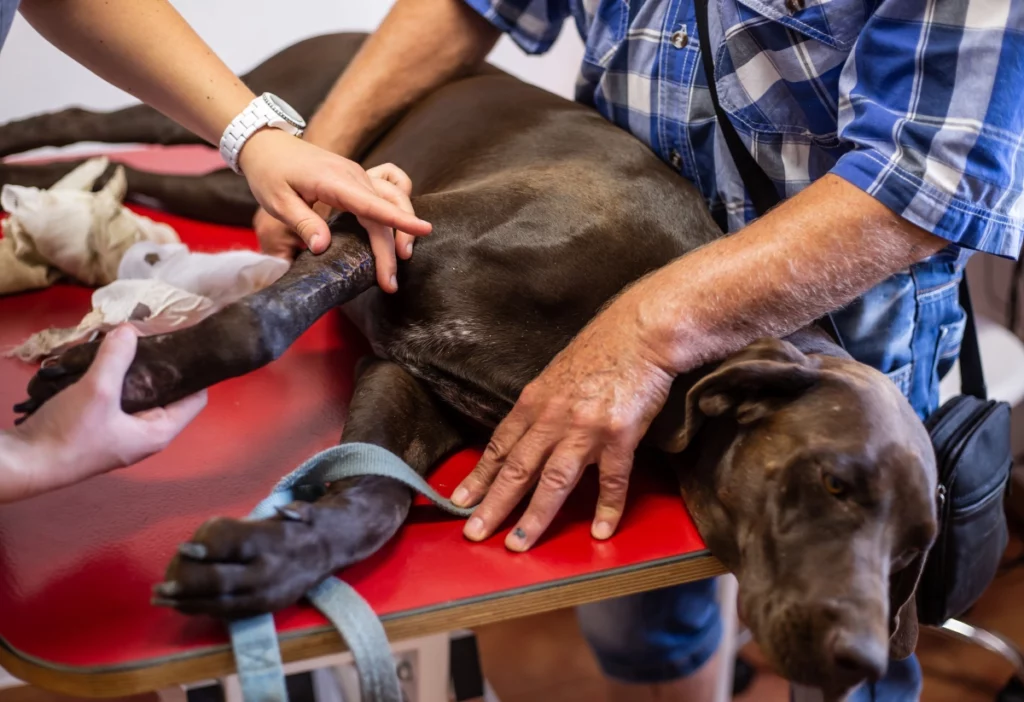 urgences-veterinaire-chien Prise en charge en urgence d'un labrador.