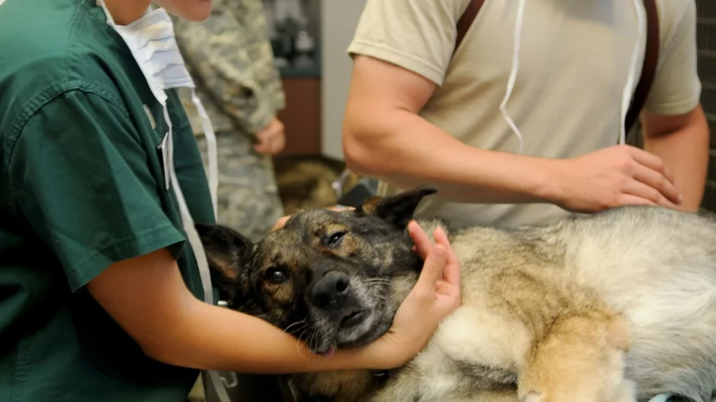 urgences-veterinaires-vetipole Vétérinaire examinant un berger allemand.